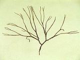 Dictyota fasciola1